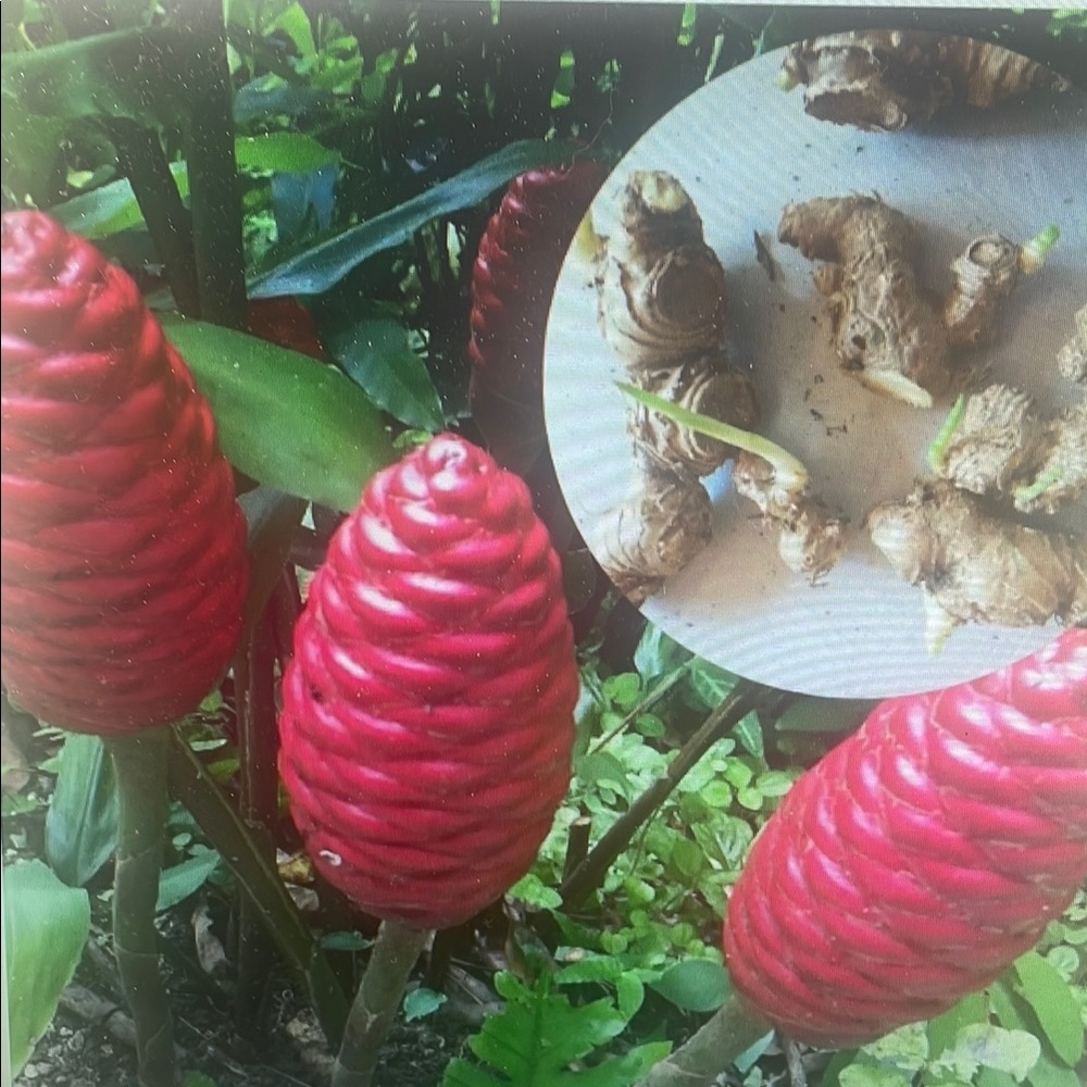 Exotic Red Ginger Plant